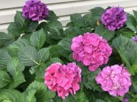 Hydrangeas