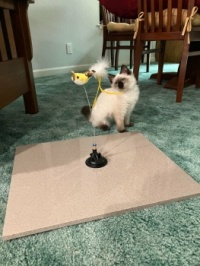 Get The Birdie