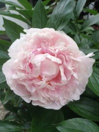 Paeonia
