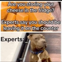 Cheese experts 🧀