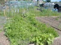 2023 - Spring - Allotment - Wild Bed with Poppies
