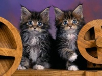 I love Maine Coons #1