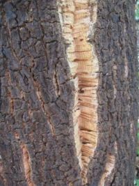 Cork oak bark, Sardinia, Italy