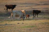 Wichita Mountains Texas Longhorn Herd