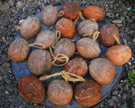 Coconuts