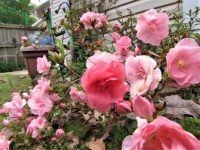 Spring Begonias in My Garden 2022