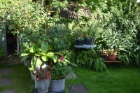 Everything in the garden is rosey.