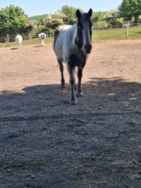 Horses