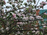 apple blossom
