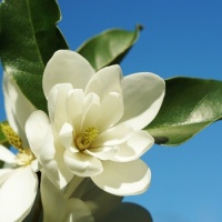 white flower