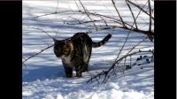Wintercat 