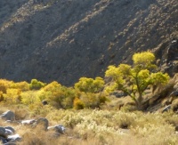 Cottonwood canyon