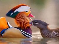 2 mandarin ducks
