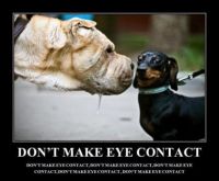 Don't make eye contact
