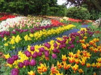 Happy Tulip Day