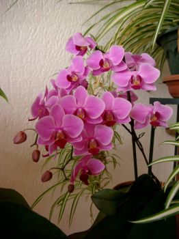 3-year old Orchids
