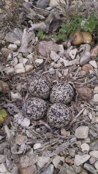 By my front gate, Killdeer eggs, laid in the gravel