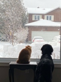 Eddie and Otis watching the snow