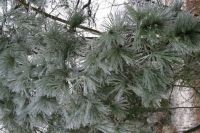 Frozen Pine Tree