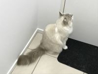 Willow