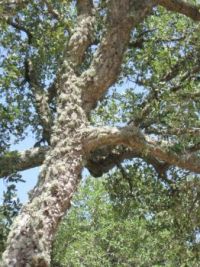 Cork oak tree with lots of lichen, Sardinia, Italy