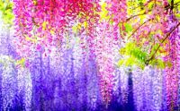 Wisteria - Spring Beauty (May17P02)