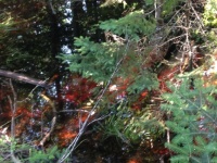 Textures in nature on Agawa Bay trail
