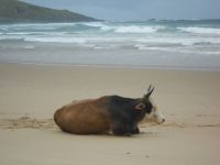 Cows on the beach