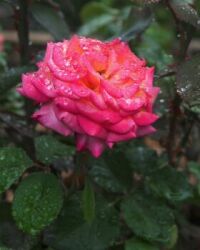 Rose After the Rain