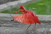 Scarlet-ibis