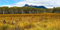 Southwest Tasmania - Buttongrass Plains