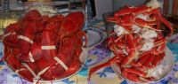 Lobsters and Crab Legs Feast in Stephenville NL