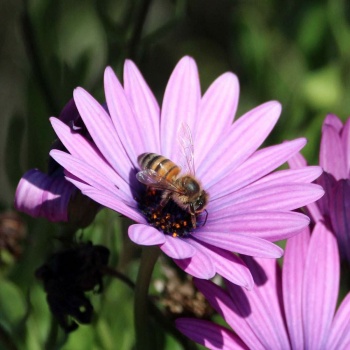 Honeybee on Afro-Australian Daisy, San Dieguito County Park, Solana Beach, California