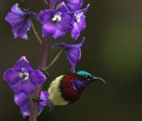 PURPLE RUMPED SUNBIRD Bheeman Bheeman