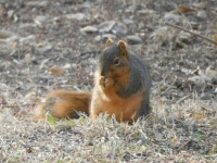Kansas Squirrel