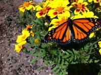 Monarch butterfly on marigolds