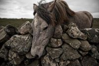 Stone Wall Horse