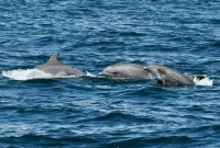 More dolphins off of Long Island,  NY,  8-28-22