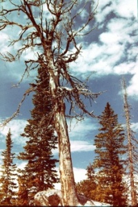 Alaska Basin, Grand Tetons