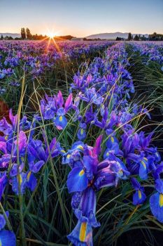 Iris field..