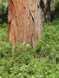 Cedar and Foliage