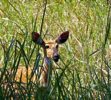 Shy Spotted Deer