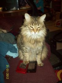 PUMPKIN I sais ENOUGH Nintendo DS !!!!