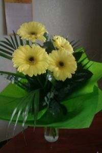 gerberas