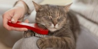 how to brush your cat