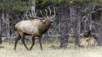 Large-bugling-Wyoming-bull-elk