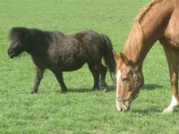 Horse and pony