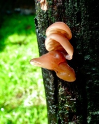 Fungus Finds