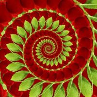 Spiral 01 Small
