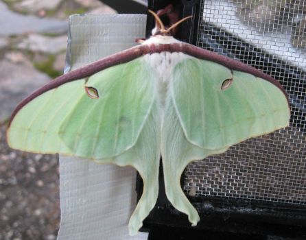 Female luna moth